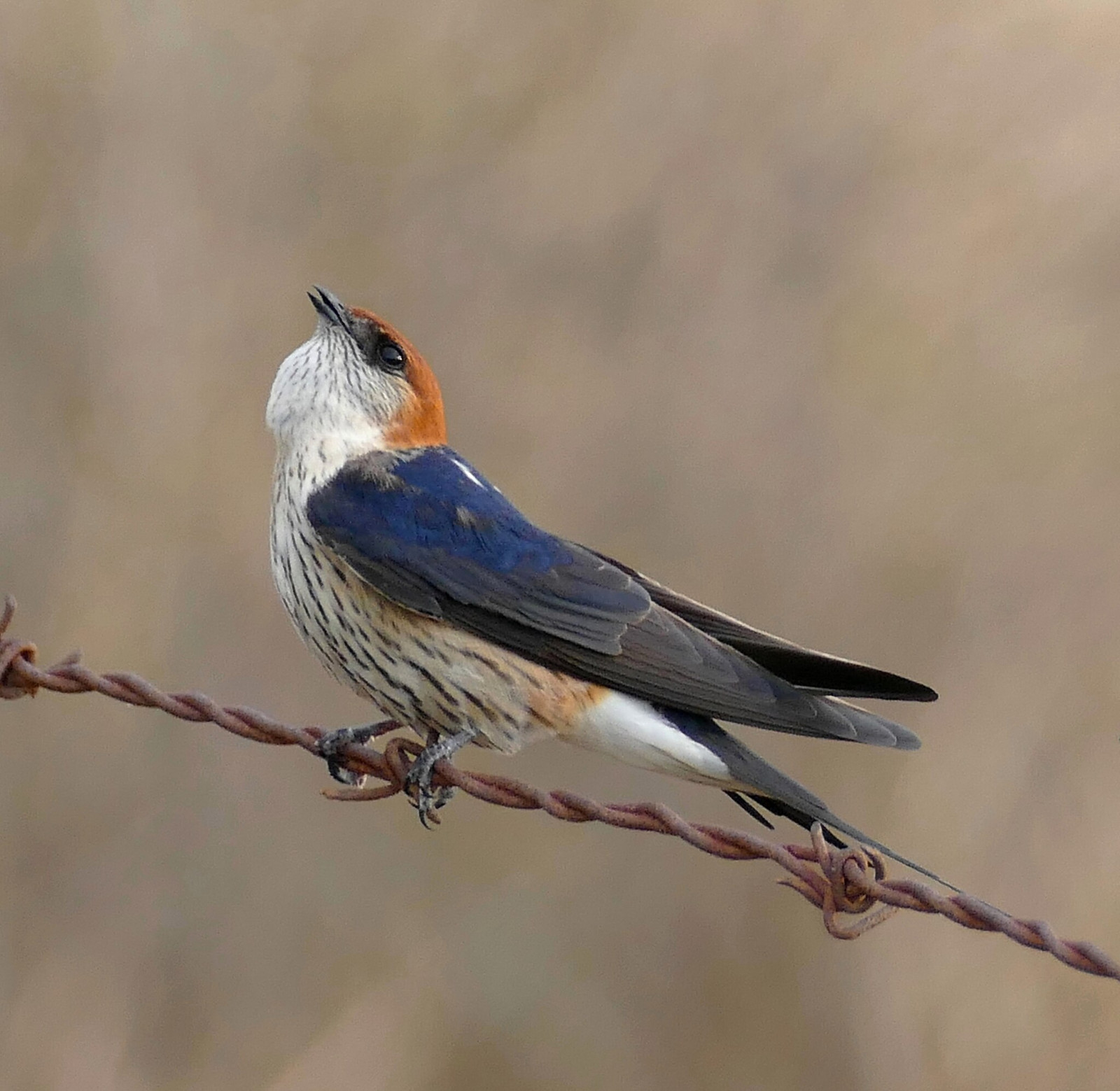 image Greater Striped Swallow